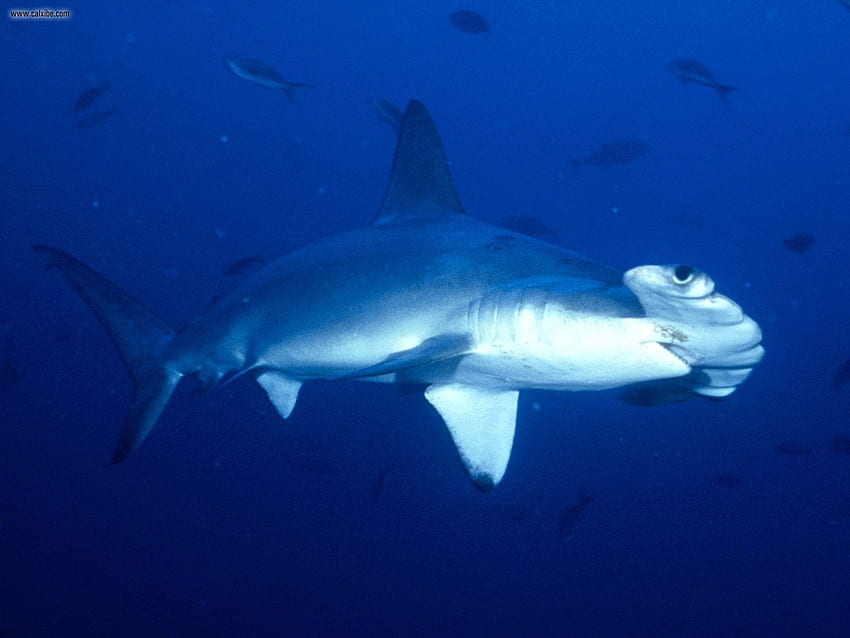Animals: Hammerhead Shark Cocos Island Costa Rica HD wallpaper | Pxfuel