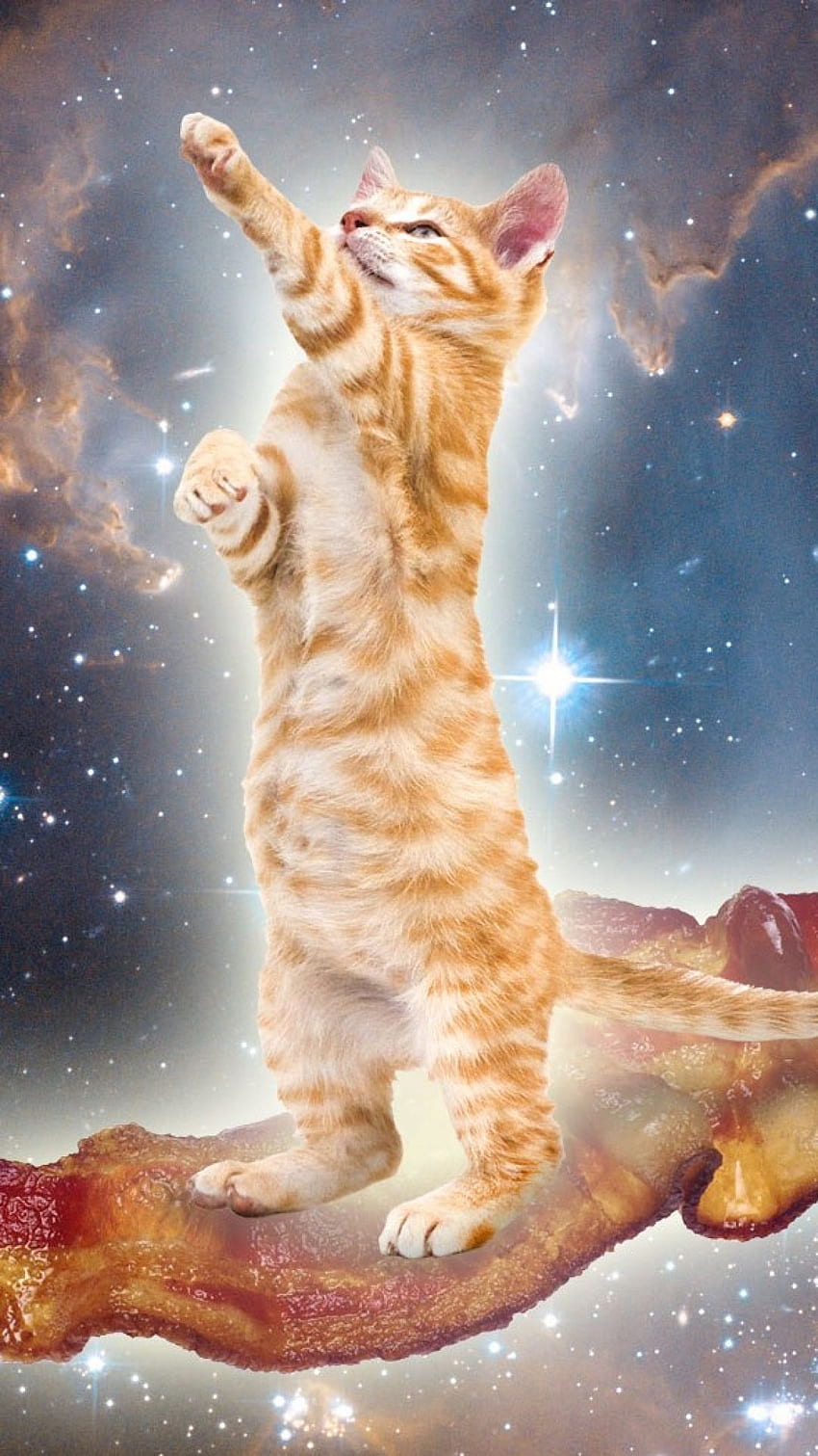 Cat IPhone, Cats in Space HD phone wallpaper