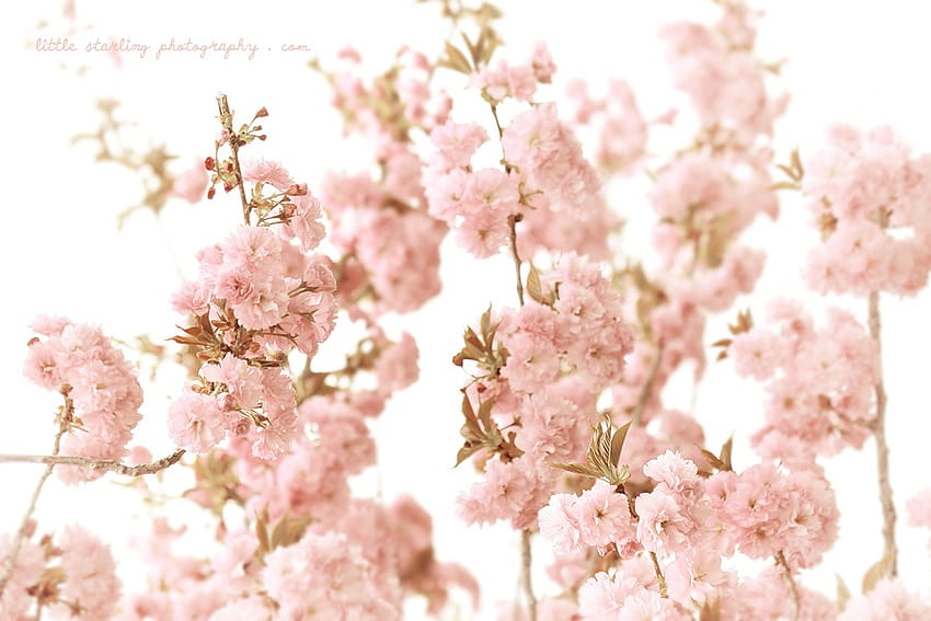 รักใต้ต้นเชอร์รี่ ซันไชน์ นุ่มนวล ต้นไม้ ชมพู ละเอียดอ่อน เชอร์รี่ ความรัก ธรรมชาติ ดอกไม้ บุปผา ตลอดไป ดอก วอลล์เปเปอร์ HD