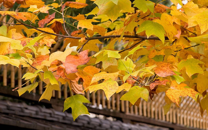 Natur, Herbst, Blätter, Holz, Baum, Krone, Krone, Geäst, Ast, Dach HD-Hintergrundbild