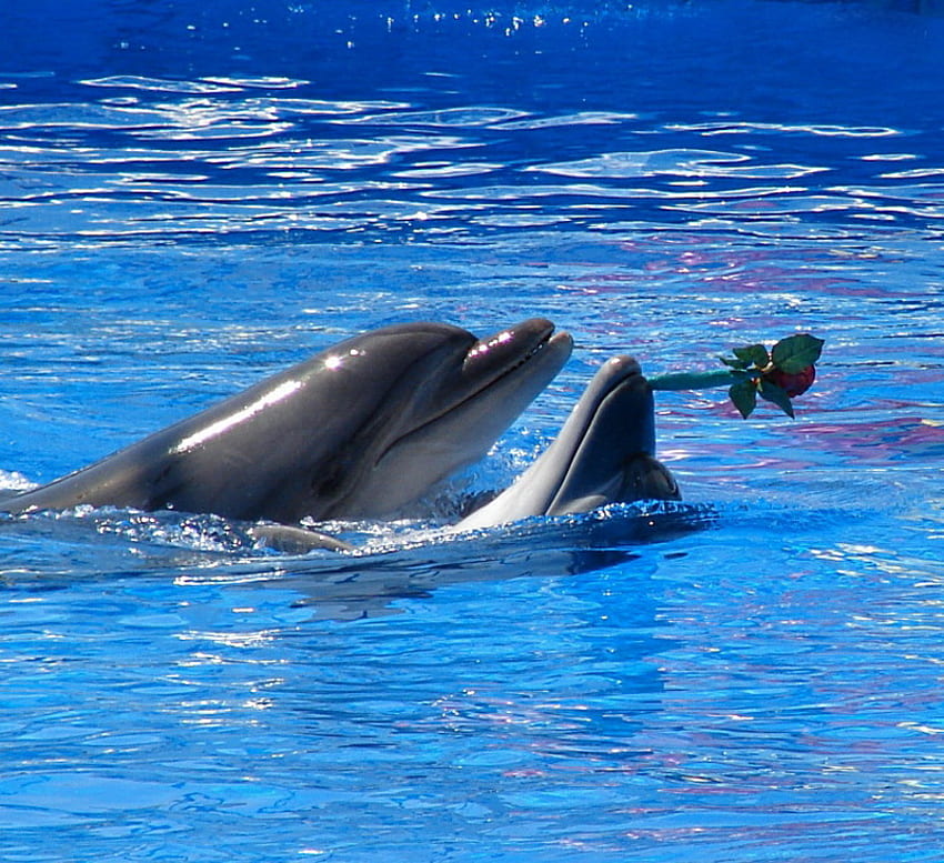 delfín amor rosa, azul, rosa, animales, amor, naturaleza, agua, delfín fondo de pantalla