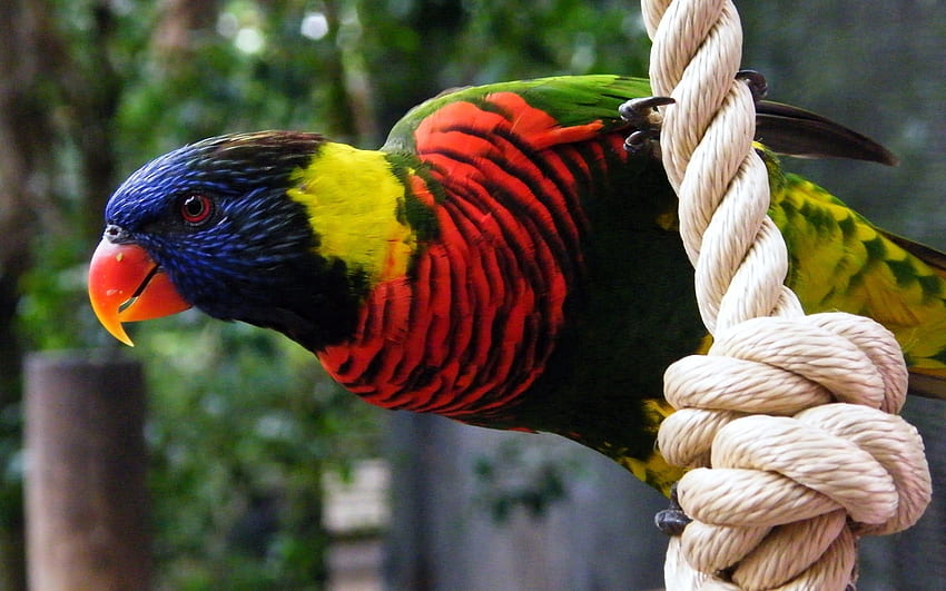 Animals, Parrots, Bird, Multicolored, Motley, Rope HD wallpaper