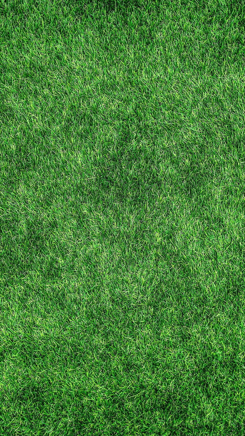 trawnik, trawa, zielony, gruby, powierzchnia Tapeta na telefon HD