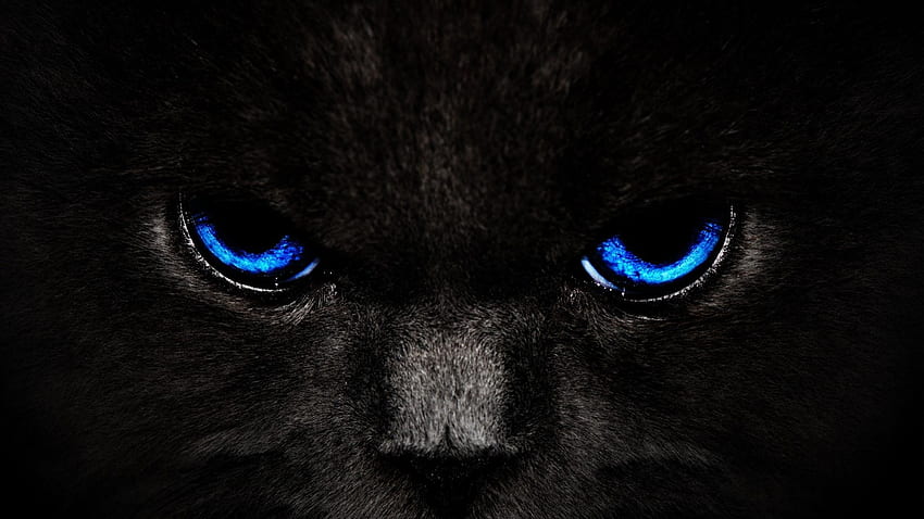 ブラックパンサーの青い目、審美的な黒猫 高画質の壁紙