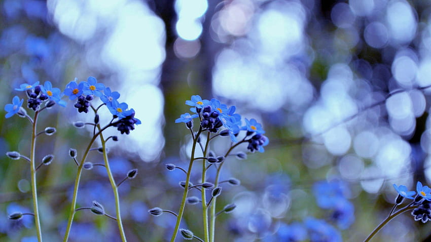 Flowers, Macro, Blur, Smooth, Field HD wallpaper