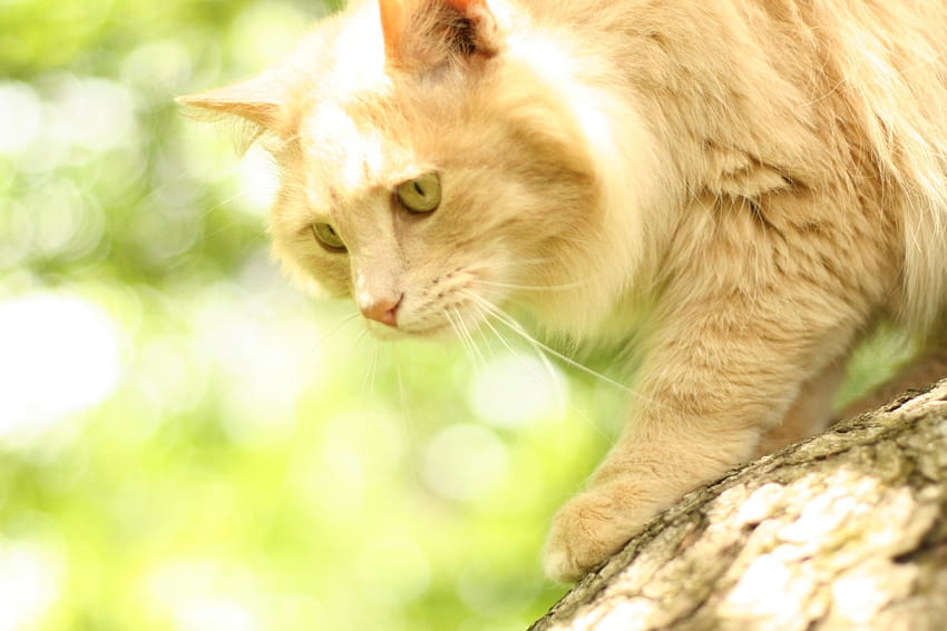Almost Done , brown, cat, tree, red HD wallpaper