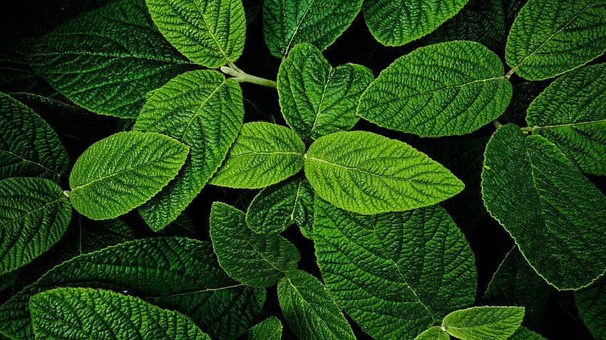 hojas, macro, brillante y verde, ancha 16:9, ancha, , 23849, 1600X900 fondo de pantalla