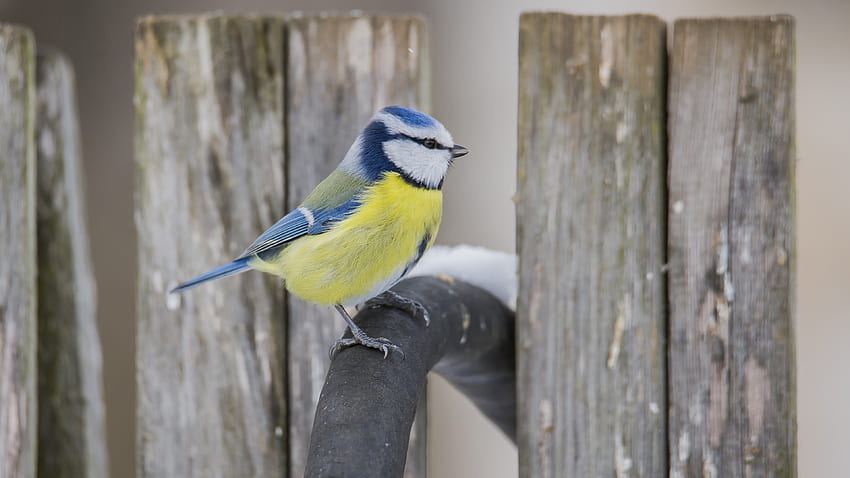 Yellow Blue Titmouse Blue Tit Bird Is Perching On Wood Fence Birds HD wallpaper