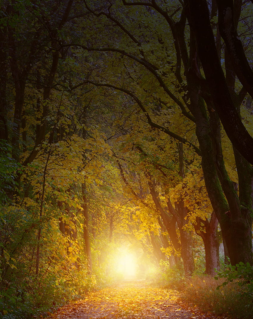 Nature, Trees, Autumn, Path, Arch, Sunlight HD phone wallpaper
