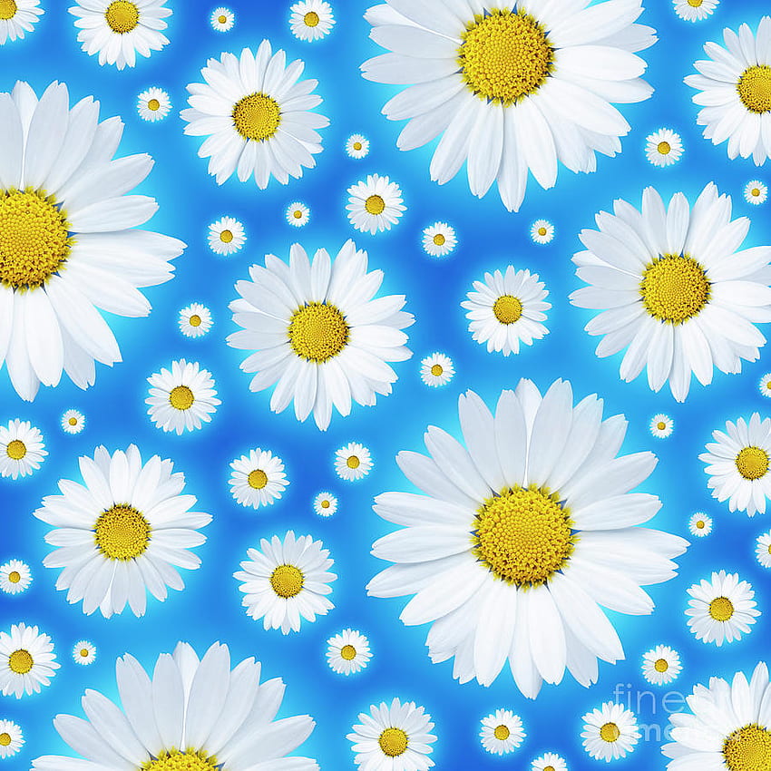 A pattern of isolated white daisy flower on a blue background. graph, Rustic Daisy HD phone wallpaper
