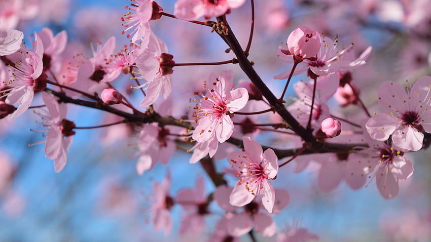 Flower Laptop , Background, Cherry Blossom HD wallpaper