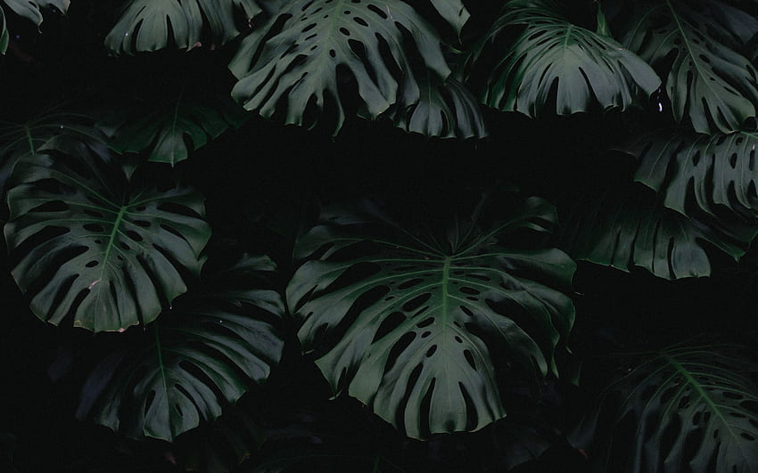 - Тъмно растение -, Растения HD тапет