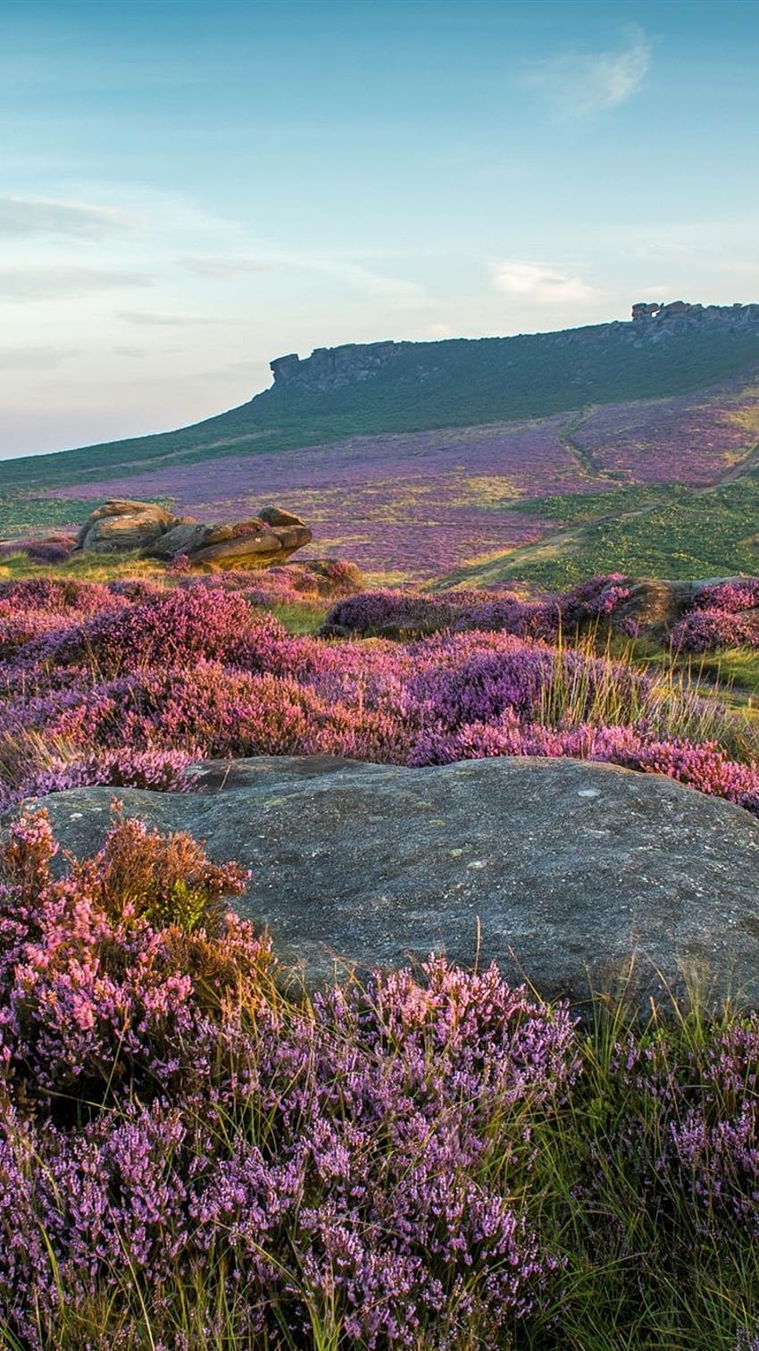 Park Narodowy Peak District, kwiaty lawendy, Wielka Brytania Tapeta na telefon HD