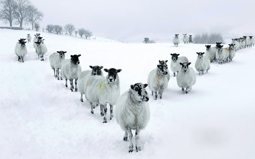 herd of sheep in v formation in winter, winter, formation, herd, sheep HD wallpaper