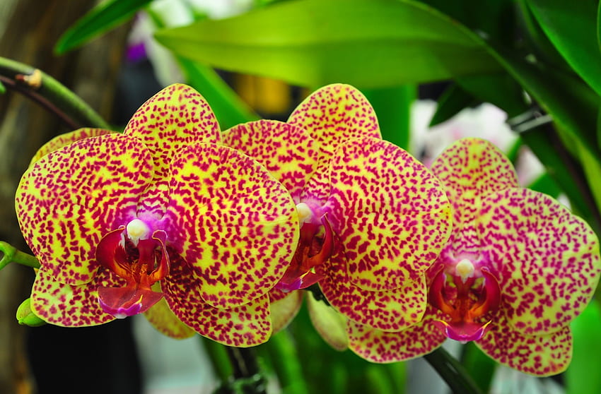 Flowers, Spotted, Branch, Orchids, Exotic, Exotics HD wallpaper