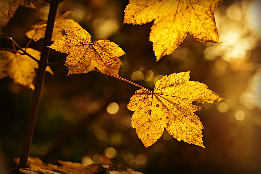 秋、マクロ、ぼかし、滑らか、シート、葉、枝 高画質の壁紙