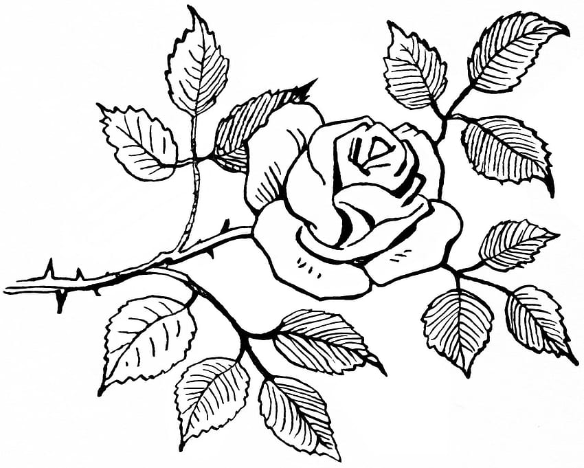 Black And White Rose Drawing, Clip Art HD wallpaper