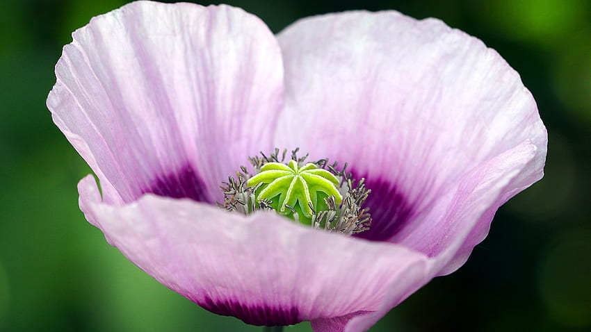 Poppy Purple Pink, garden, spring, wild, summer, pink, poppy, lavender, flower, opium HD wallpaper