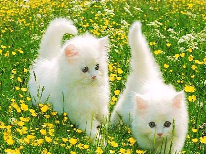 Flower frolic, white, playing, field, pair, yellow flowers, fluffy, kittens HD wallpaper