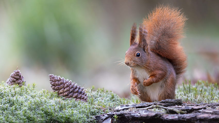 Squirrel, animal, pinecone, rodent HD wallpaper