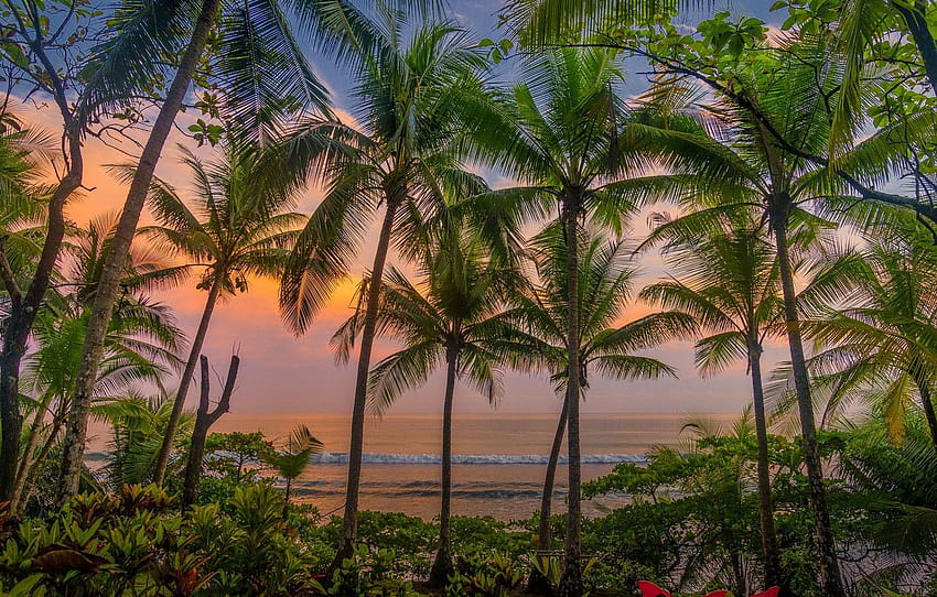 sunset, flowers, palm trees, the evening, Caribbean, Costa Rica for , section пейзажи HD wallpaper
