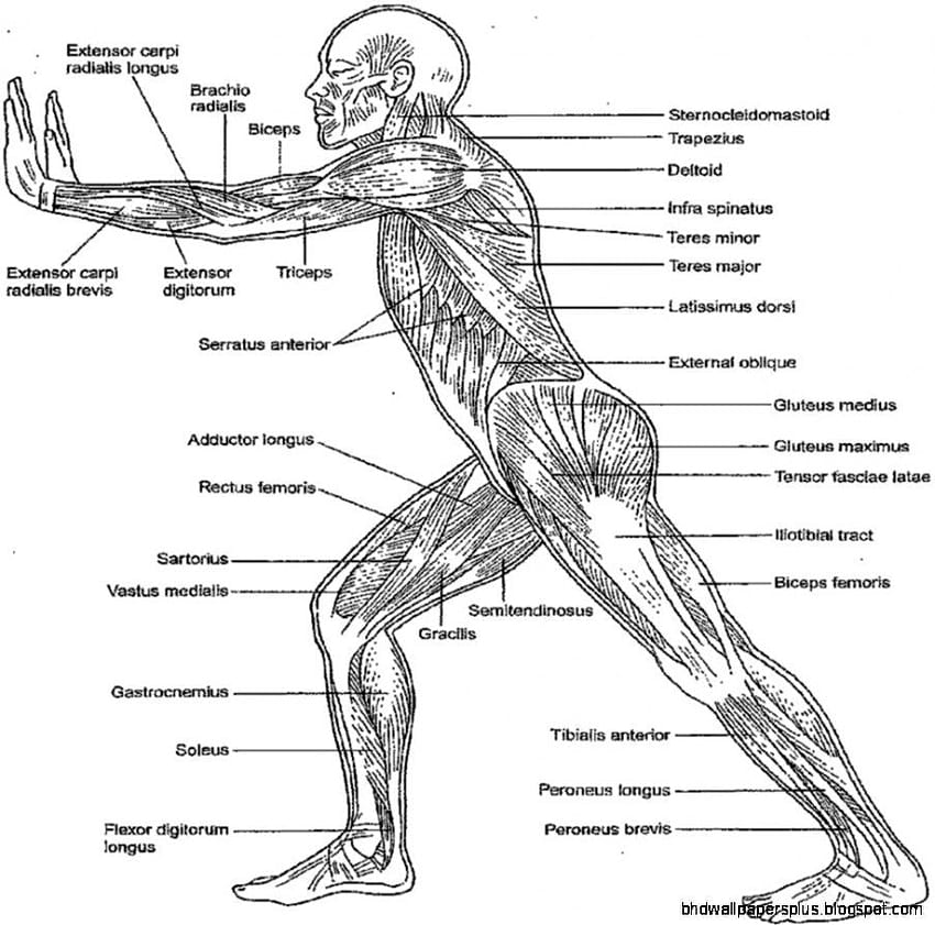 Risposte della cartella di lavoro da colorare di anatomia e fisiologia più pagine di idee muscolari - Stephenbenedictdyson Sfondo HD