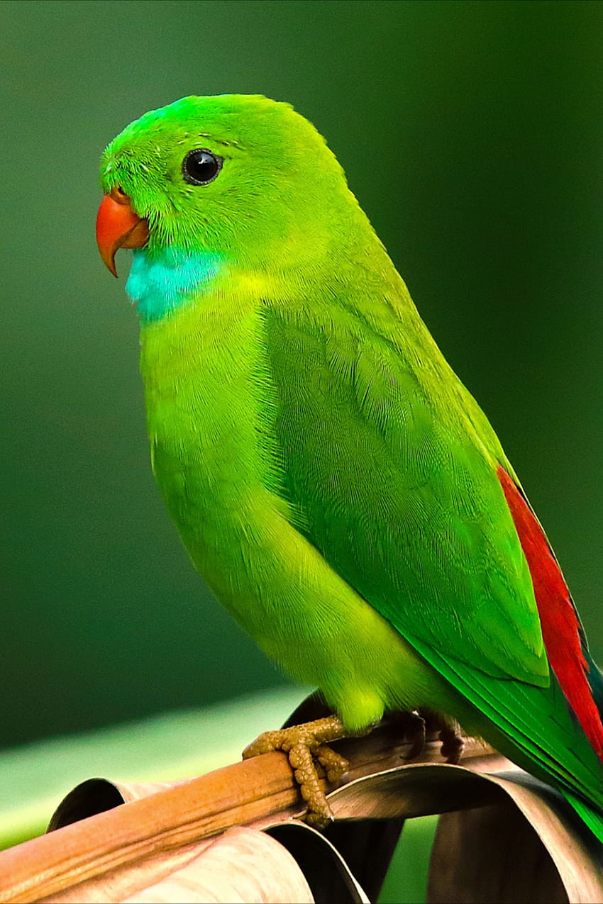 Parrot | Depth Effect - Wallpapers Central