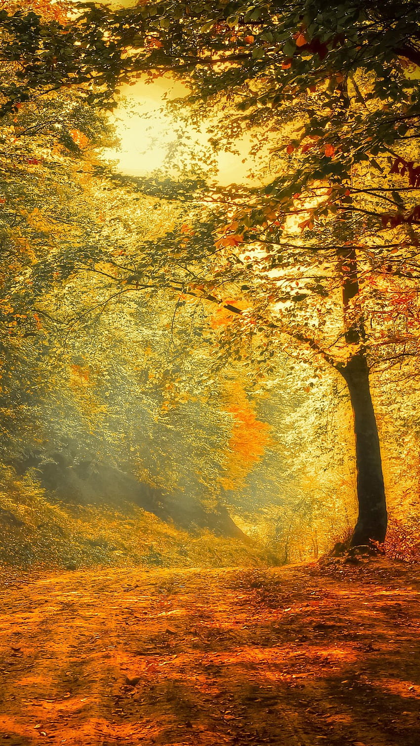 Autumn, forest, road iPhone . iPhone 6 (6S) Plus HD phone wallpaper ...