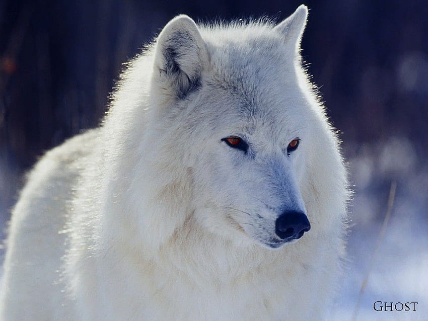 Zwierzęta duchy gra o tron ​​serial telewizyjny wilki Tapeta HD
