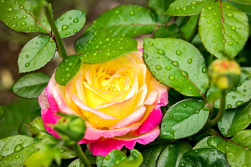 rosa de colores, colorido, lluvia, gotas, jardín, hermoso, verano, rosa, mojado, flor, rocío fondo de pantalla