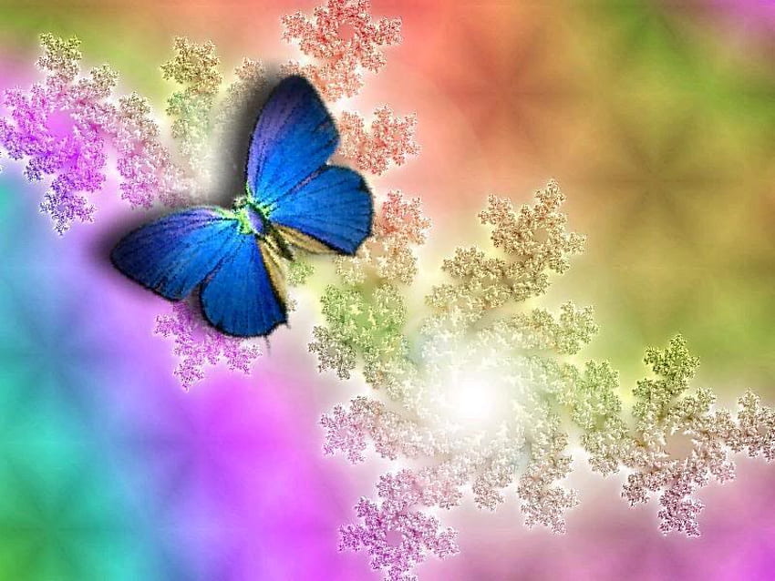 butterfly .jpg, colors, butterfly, resting HD wallpaper
