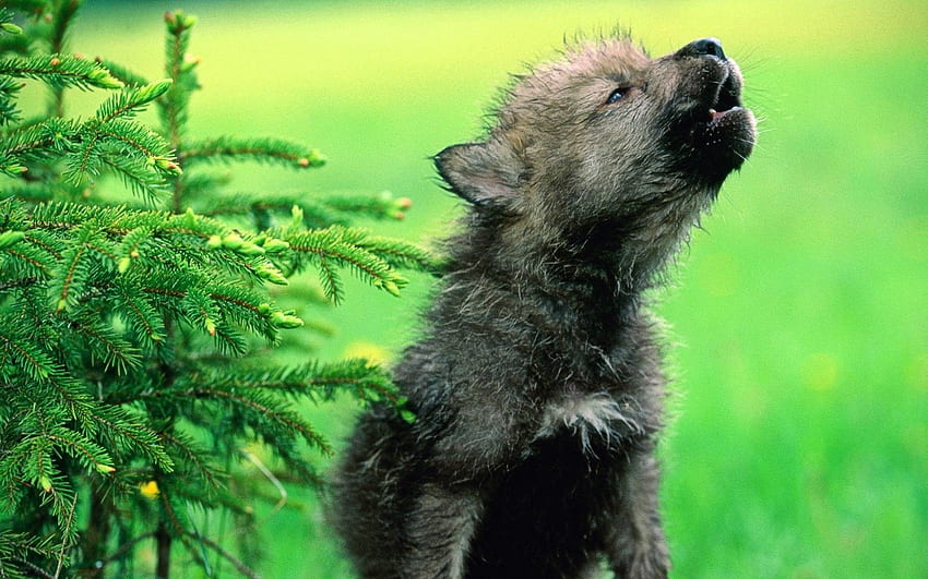 Baby Wolf, Awesome Cool Wolf HD wallpaper