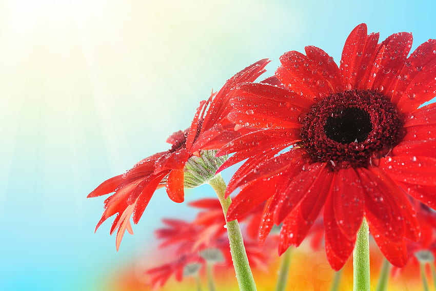 Tropfen, Blume, Makro, Blütenblätter, Tau HD-Hintergrundbild