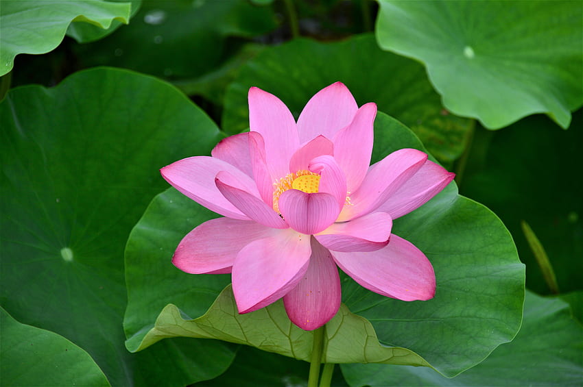 Bloom, pink lotus, flowers, green leaves HD wallpaper