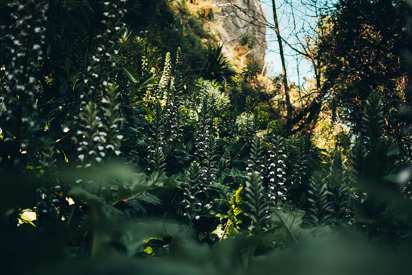 Pflanzen, Natur, Blumen, Vegetation, Wild HD-Hintergrundbild