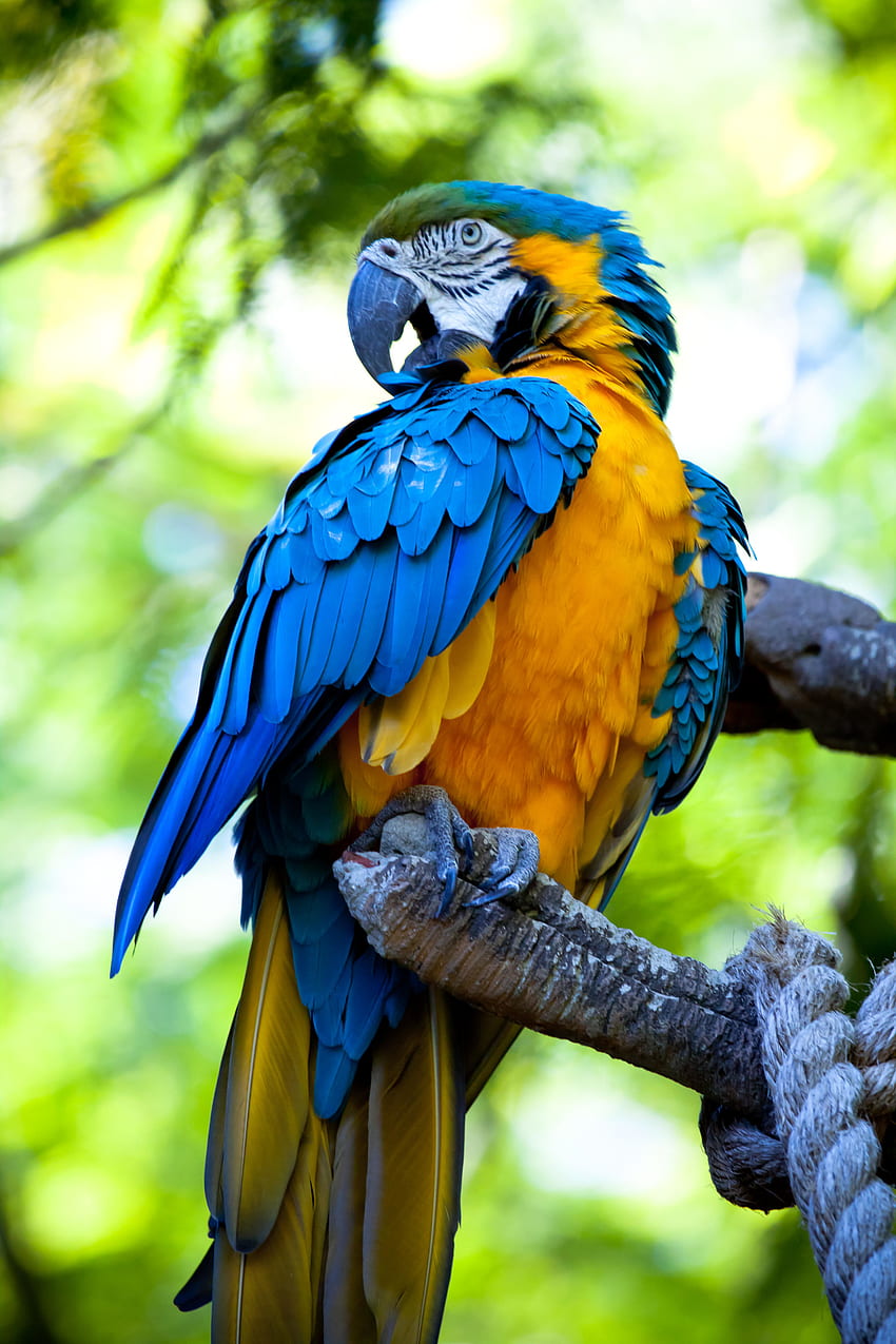 Animals, Parrots, Bright, Bird, Multicolored, Motley, Macaw HD phone wallpaper