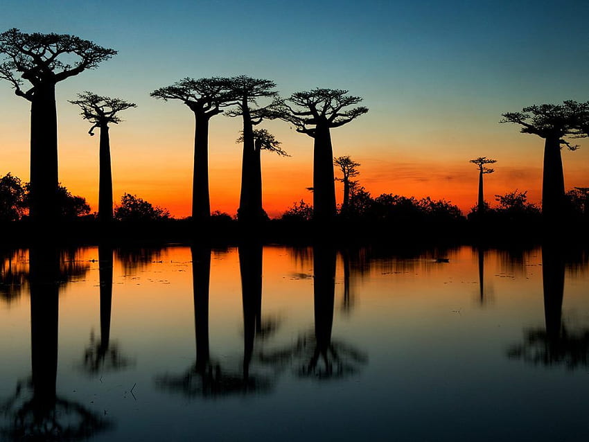 Avenue of the Baobabs Redfern Adventures HD-Hintergrundbild