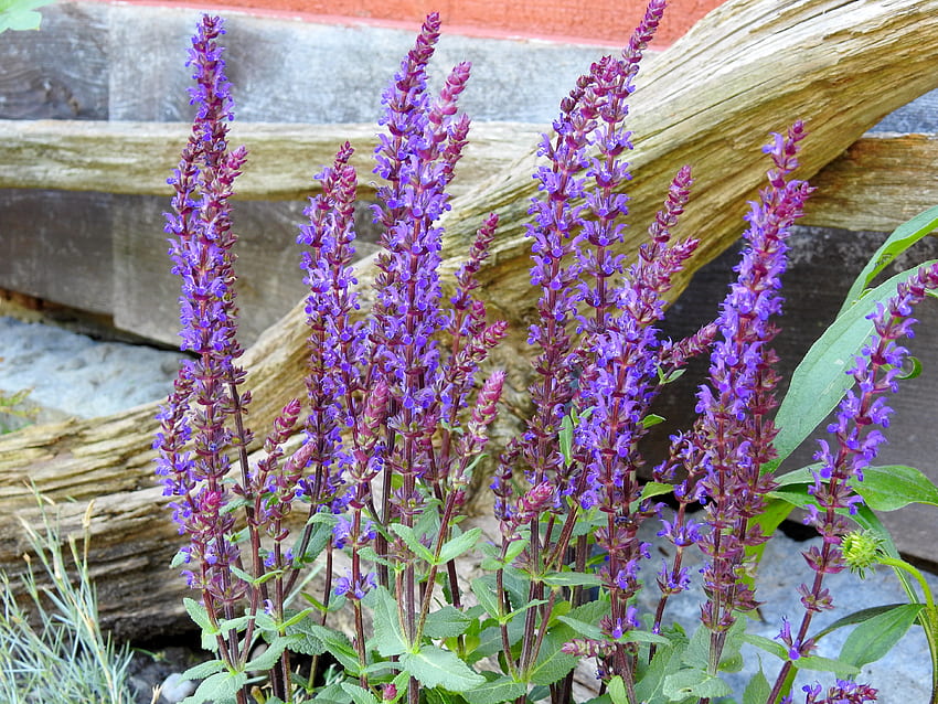Summer Sage In Full Bloom, กราฟฟิตี, ฤดูร้อน, Purple Sage, ดอกไม้, ธรรมชาติ วอลล์เปเปอร์ HD