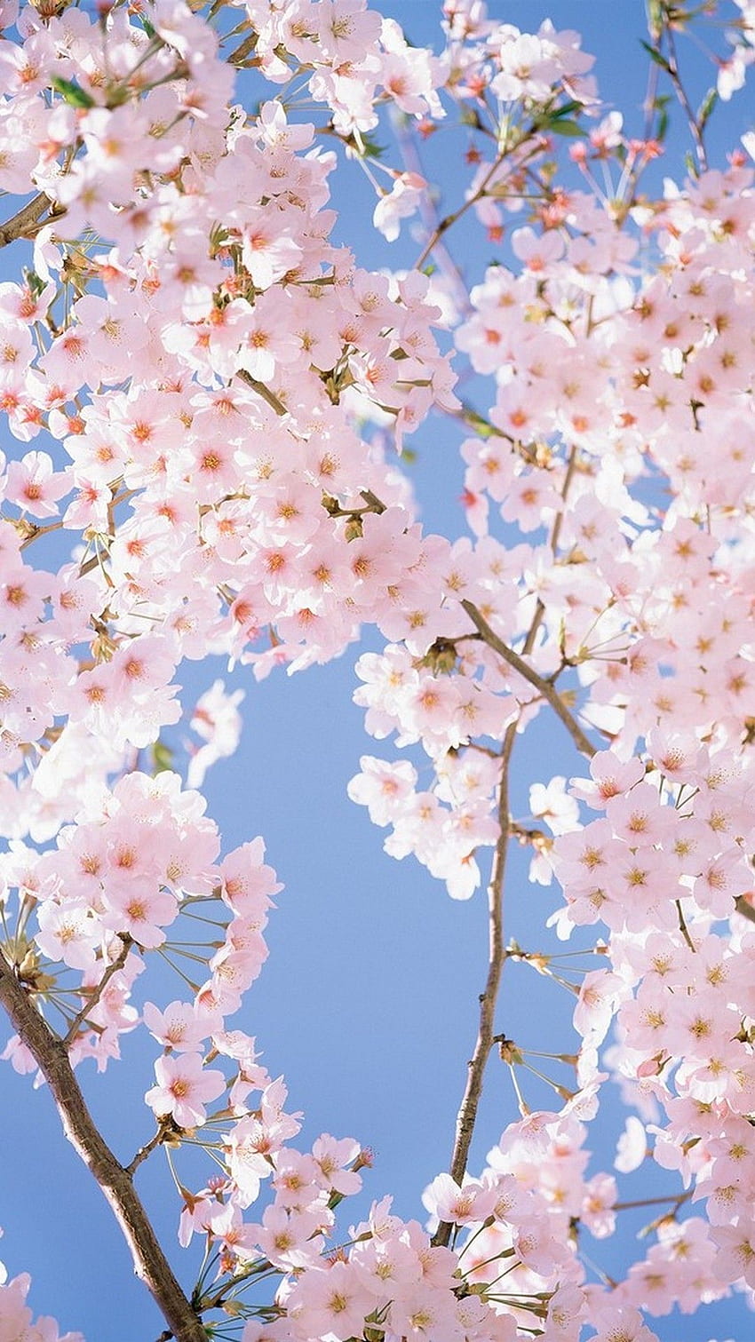 Fleur Blanche Pour Mobile. Meilleur . Fleur de cerisier, fleurs de la nature, Printemps, Sakura blanc Fond d'écran de téléphone HD