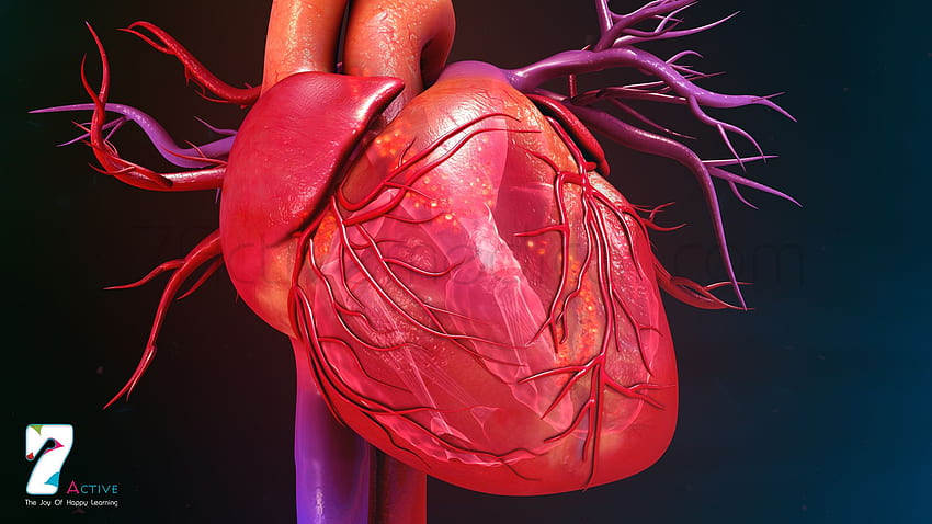 Cardiology, Cardiologist HD wallpaper
