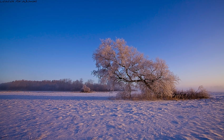 Winter, nature, snow, tree HD wallpaper | Pxfuel