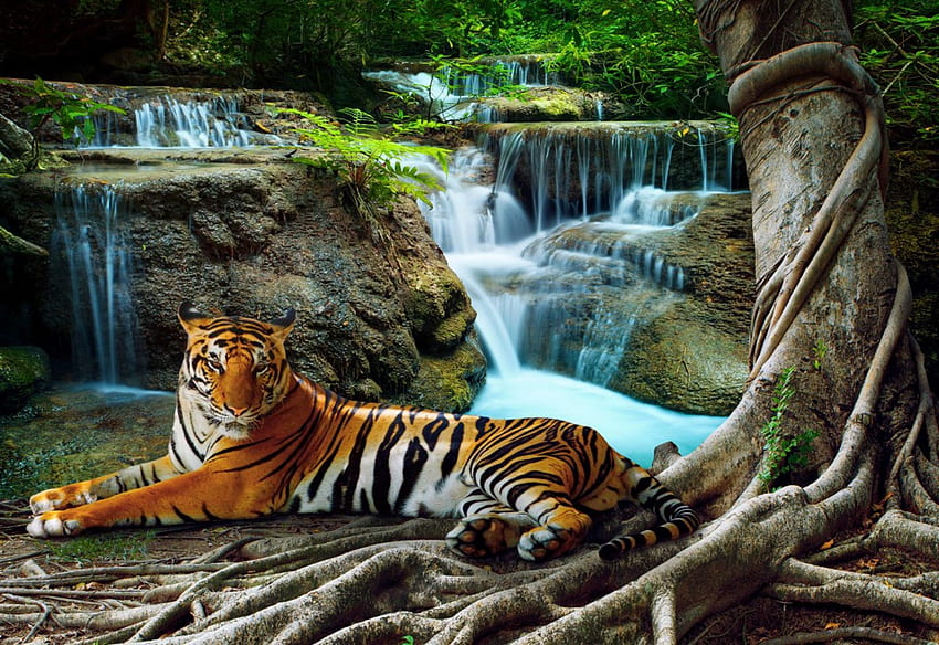 Wild Tiger, waterfall, cat, rocks, painting, jungle HD wallpaper