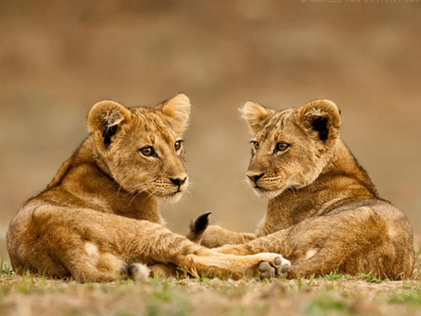 Lion Cubs Background [] for your , Mobile & Tablet. Explore Lion Cubs . Lion , Cute Lion Cubs , Lion HD wallpaper