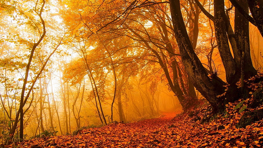 Golden autumn, Fog, Trunks, Falling leaves, Trees, Park HD wallpaper
