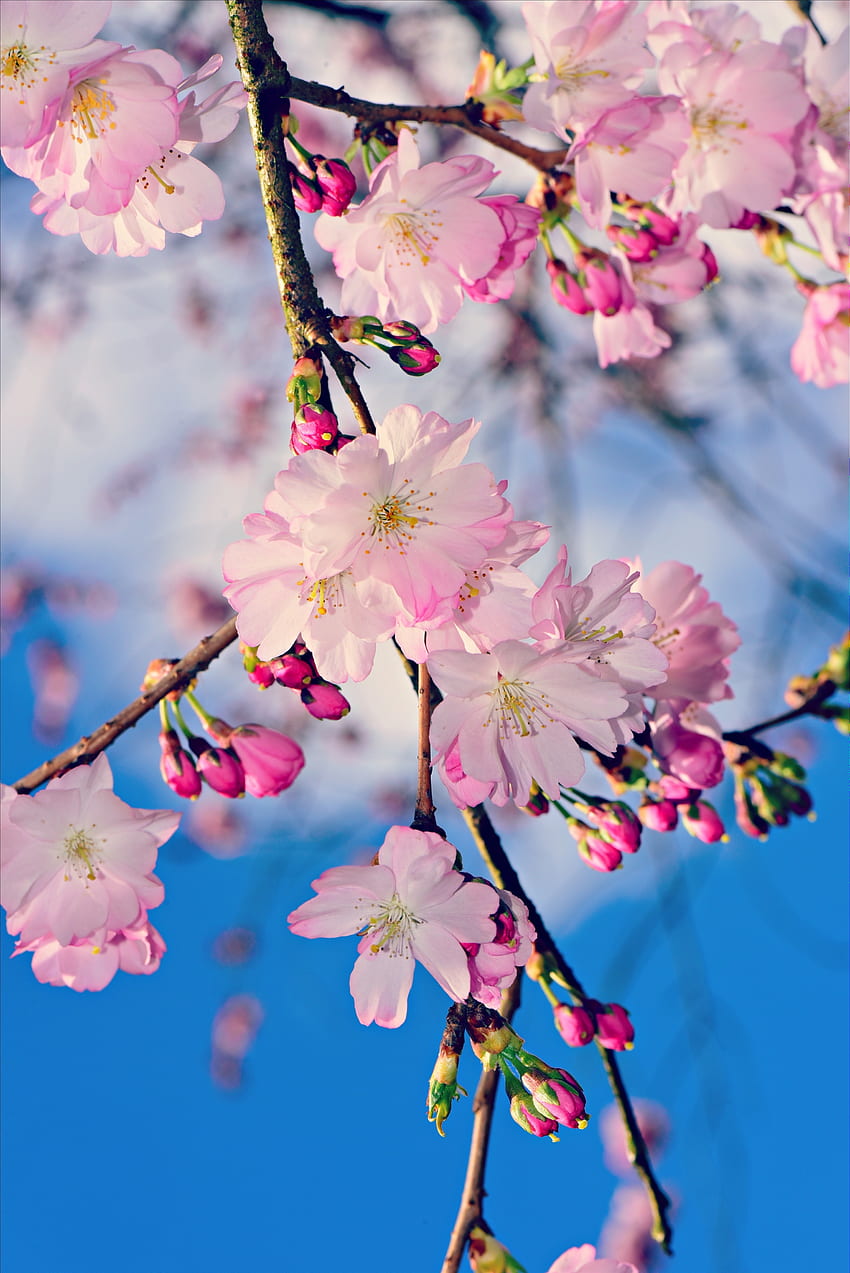 花, ピンク, 支店, つぼみ, 春, りんごの木 HD電話の壁紙