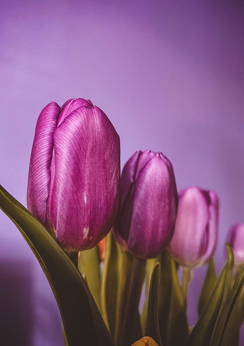 Purple Tulips In Close Up Graphy Europe Hd Phone Wallpaper Pxfuel 8543