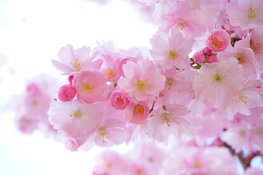 Японска череша, цвят, цветя, пролет HD тапет