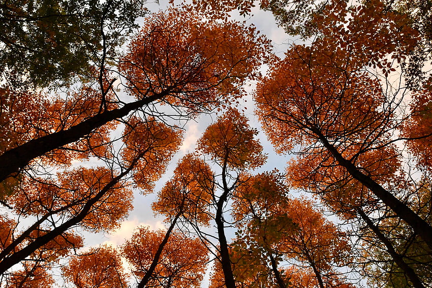 Crown shyness in autumn colours- Black Oak Heritage Park.: windsorontario HD wallpaper