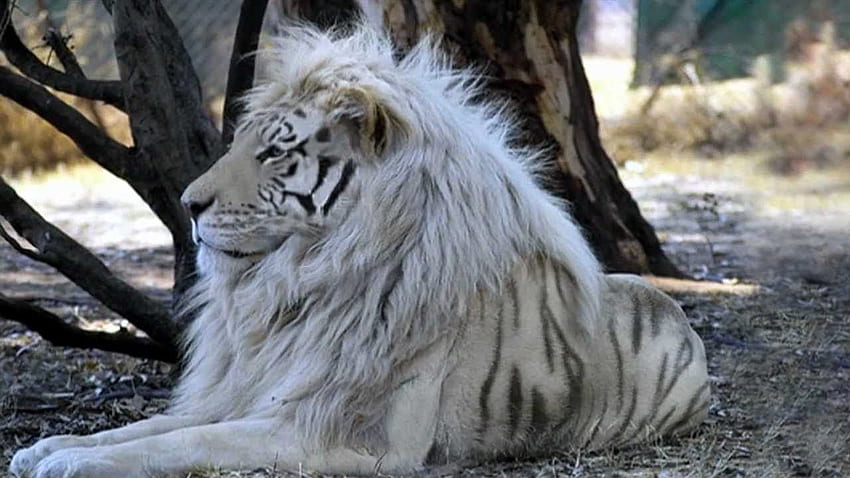 Weißer Liger - Weißer Tiger-Löwen-Mix - HD-Hintergrundbild