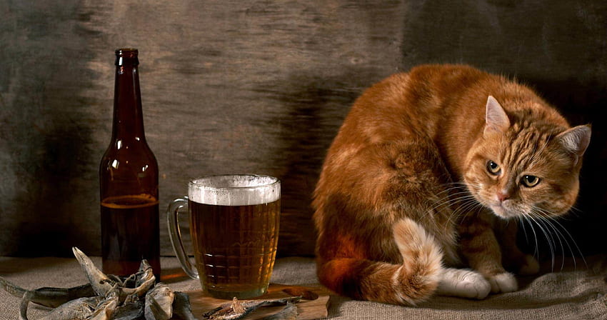 cerveja e gato ultra Paredes de alta qualidade papel de parede HD